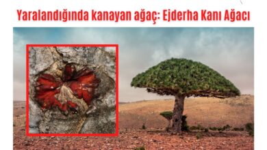 Photo of Ejderha Kanı Ağacı: Kesildiğinde kanayan ağaç